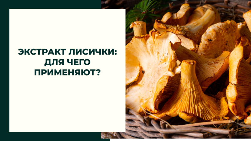 Экстракт лисички: для чего применяют? Экстракт лисички: для чего применяют?